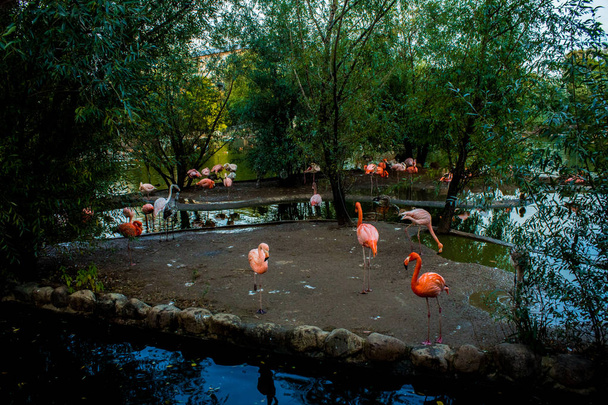 flamingos in the Moscow zoo - Fotoğraf, Görsel