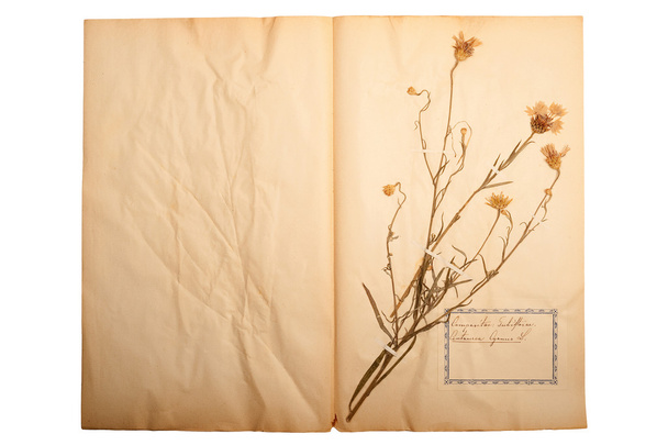 eski, gitti sarı kağıt üzerinde kuru çiçek - Fotoğraf, Görsel