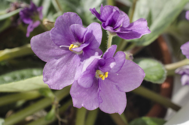 flores púrpuras Viola primer plano planta casera
 - Foto, Imagen