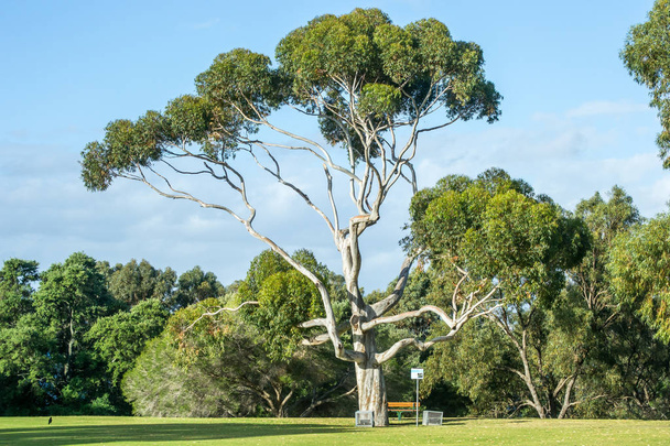 Apple krzyż krajobraz z Perth - Zdjęcie, obraz