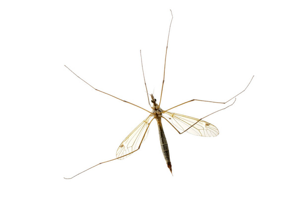 macro zanzara isolata su bianco
 - Foto, immagini