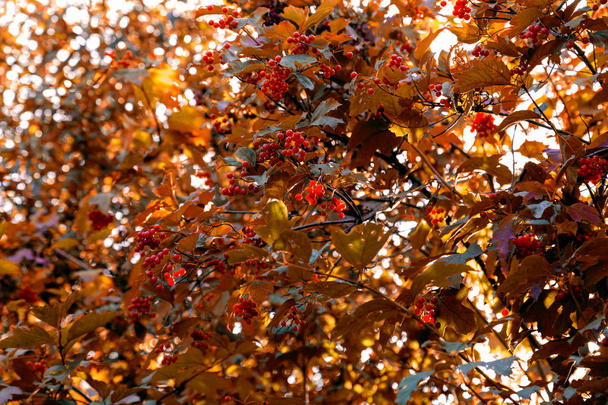 racimos de viburno rojo con hojas amarillas en otoño en tonos rojos amarillos
 - Foto, Imagen