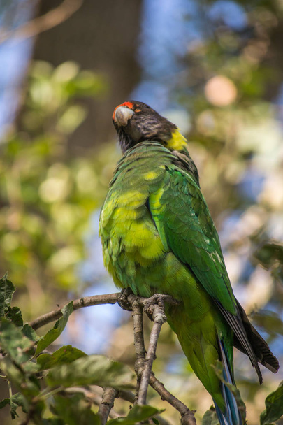 Colorful wild parrot portrait - Photo, Image