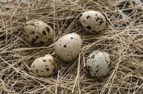 Bıldırcın yumurtası saman üzerinde - Fotoğraf, Görsel