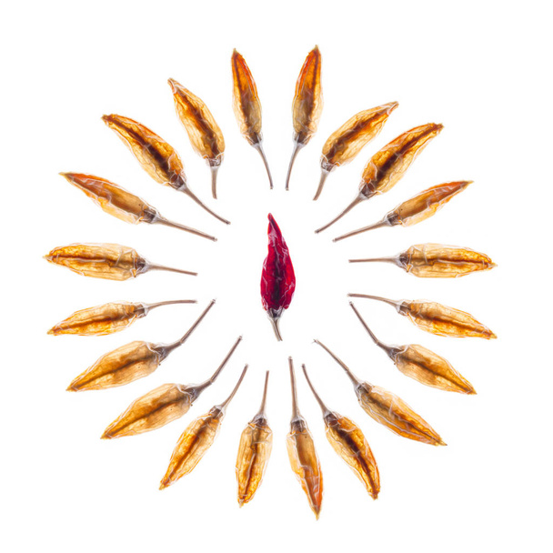 szárított chili fehér háttér - Fotó, kép