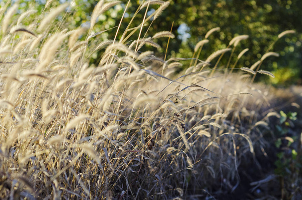 косы и трава на обочине
 - Фото, изображение
