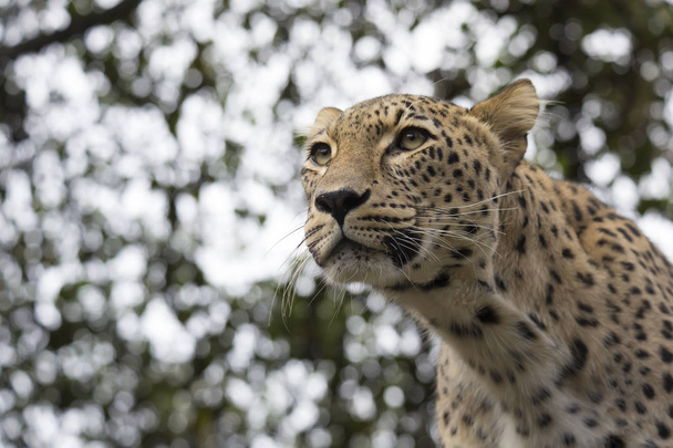 Panthera pardus saxicolor, Leopardo persa, viendo cerca
  - Foto, Imagen