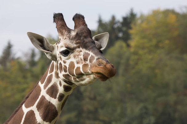 Portrait Reticulated Giraffe, Giraffa camelopardalis reticulata, - Photo, Image