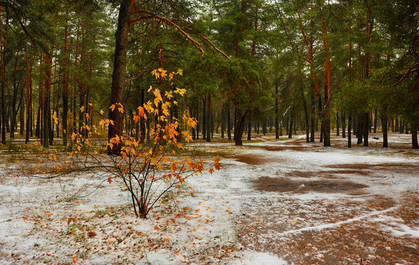 Περίπατος στο δάσος το φθινόπωρο. πρώτο χιόνι. χρώματα του φθινοπώρου. ψυχρά. - Φωτογραφία, εικόνα
