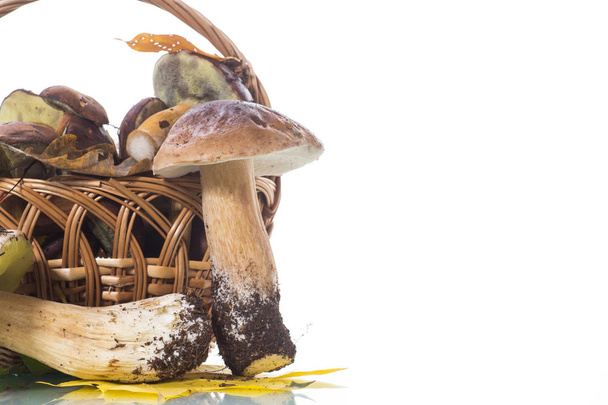 forest fresh natural mushrooms boletus on white background - Фото, изображение