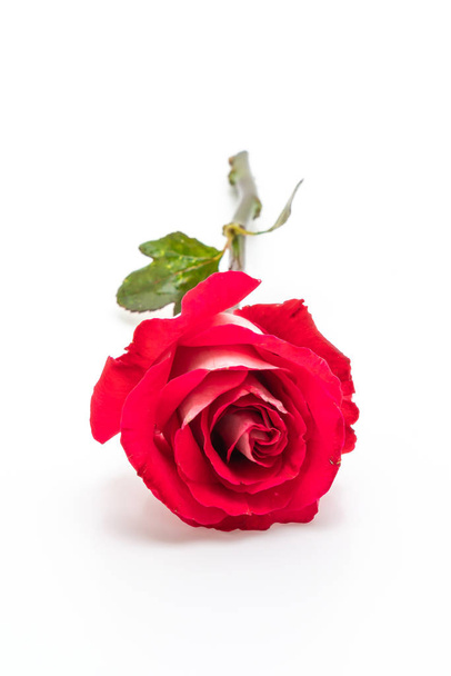 red rose isolated on white background - Zdjęcie, obraz