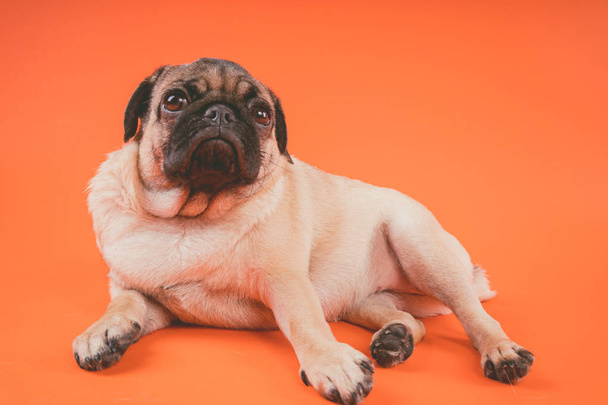 Funny pug puppy, on orange background. Pug posing for the camera - Foto, afbeelding