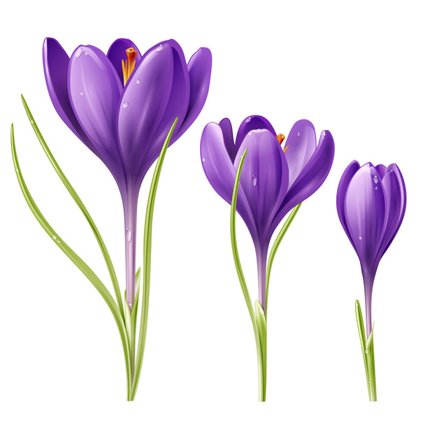 Three flowers - Vector, Image