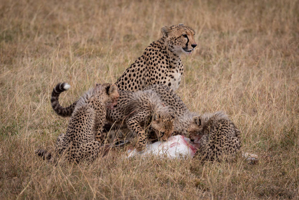 Gepard sitzt, während Junge Thomson Gazelle fressen - Foto, Bild