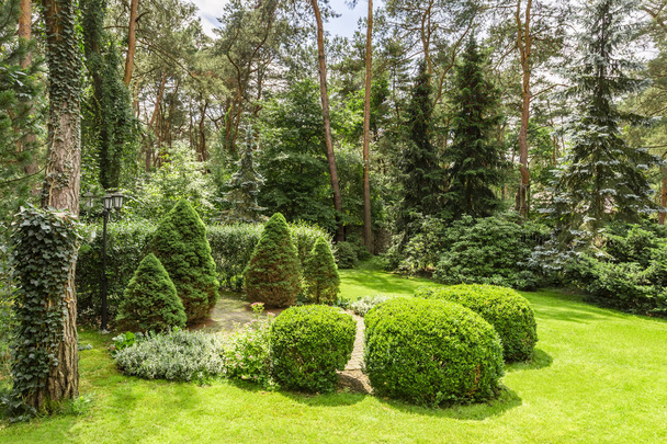 Green grass, bushes and trees in the garden during sunny day - Фото, зображення