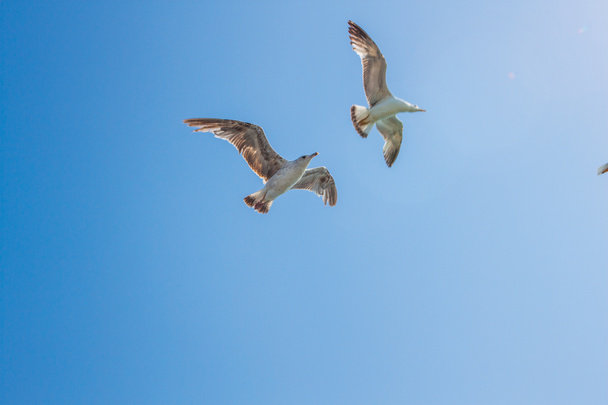 létající racků na pozadí modré oblohy  - Fotografie, Obrázek