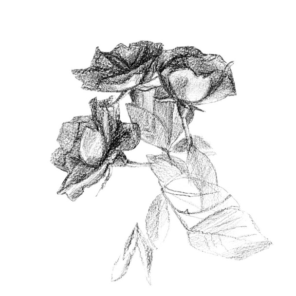 Pencil drawing of a bouquet of roses. - Φωτογραφία, εικόνα