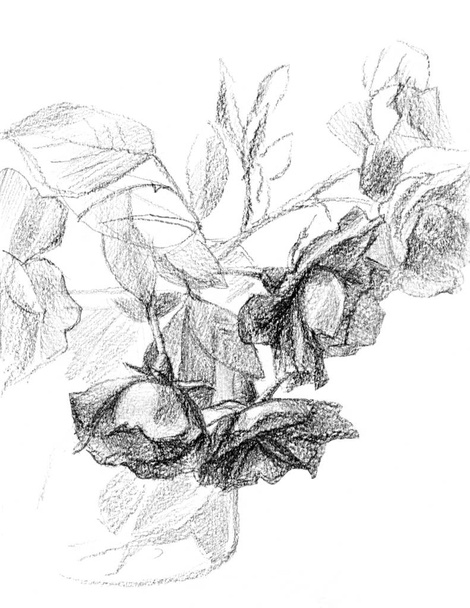 Bleistiftzeichnung eines Rosenstraußes. - Foto, Bild
