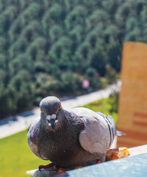 close up of pigeon on balcony outdoors  - Фото, изображение