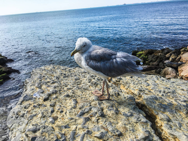 seagull on shore of sea at daytime - Fotoğraf, Görsel