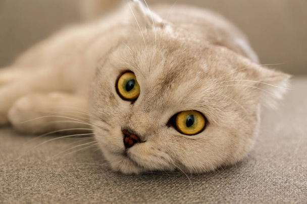 Cute scottish Fold breed cat with yellow eyes lying on grey textile sofa at home. Soft fluffy purebred short hair lop-eared kitty. Background, copy space, close up. - 写真・画像