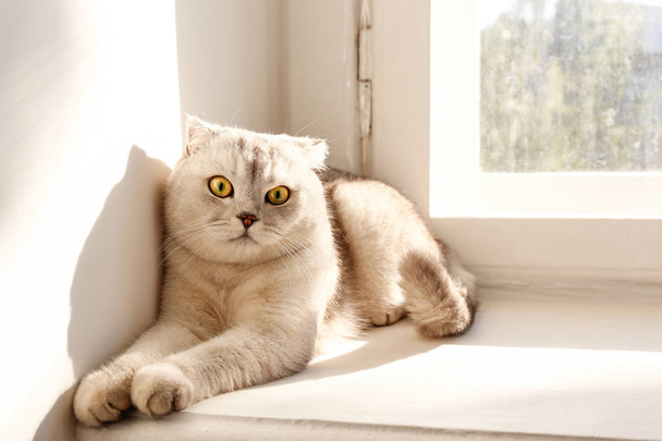 Cute scottish Fold breed cat with yellow eyes lying by the window at home, sunny day view. Soft fluffy purebred short hair lop-eared kitty on windowsill. Background, copy space, close up. - Foto, Bild