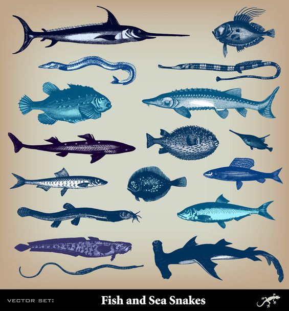 Engraving vintage fish and sea snake set from "The Complete encyclopedia". - Vektori, kuva