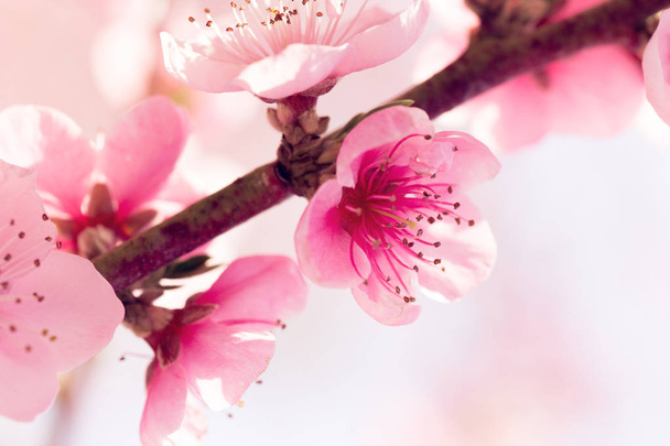 close up of spring tree with pink flowers - Zdjęcie, obraz