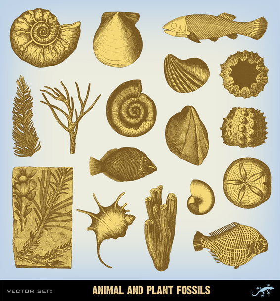 Engraving vintage Fossils set illustrations. - Vektor, kép
