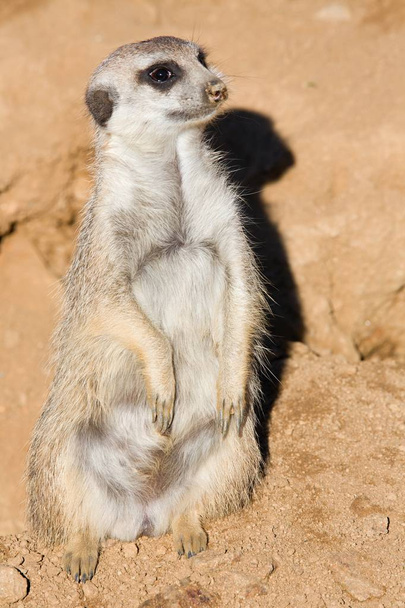 Sonbahar güneşin tadını çıkarma çöl faresi, Suricata suricatta, - Fotoğraf, Görsel