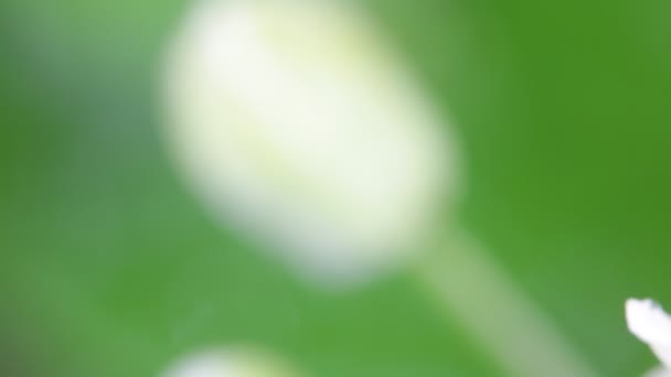 αφηρημένη θολή υφή λουλούδι και πράσινο γρασίδι - Πλάνα, βίντεο