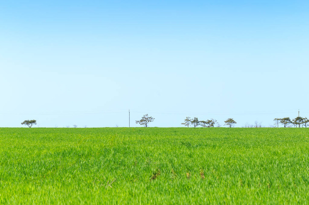 Green field with blue sky at daytime  - Φωτογραφία, εικόνα