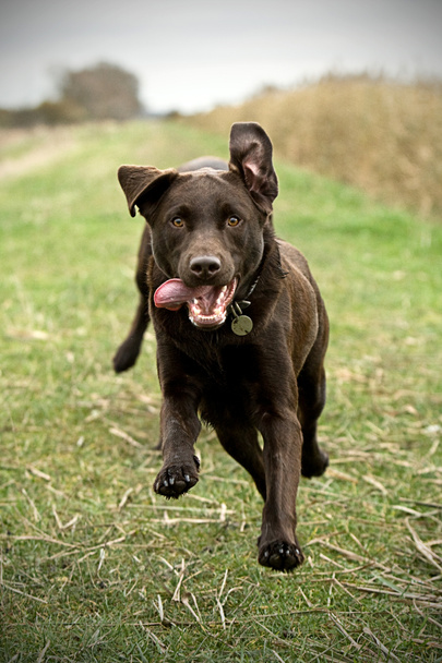 Labrador Corsa in campagna
 - Foto, immagini
