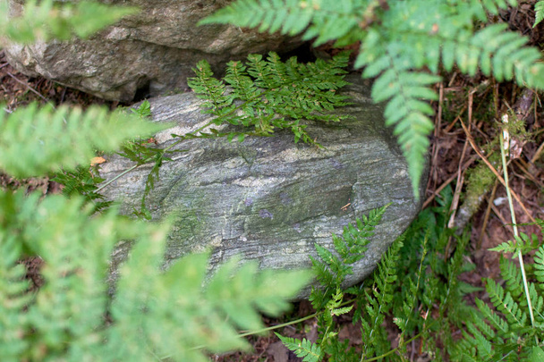 Лесной папоротник на скалах
 - Фото, изображение
