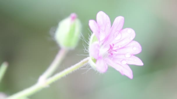 jasny kwiat fiołek przenoszenie przez wiatr w ogrodzie - Materiał filmowy, wideo