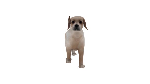 Pes animované 3d pohyblivý model, rotační, Full Hd - Záběry, video