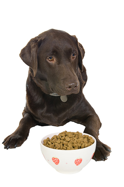 pes s miskou potravin - Fotografie, Obrázek