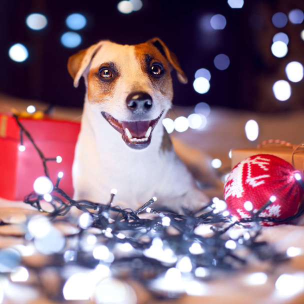 Happy dog with gift - Фото, изображение