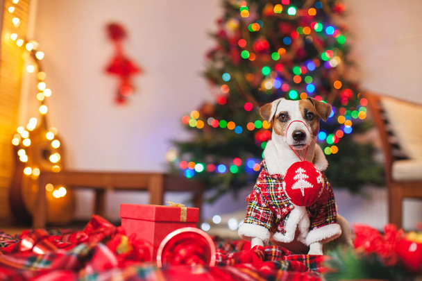 Dog under a christmas tree - Foto, afbeelding