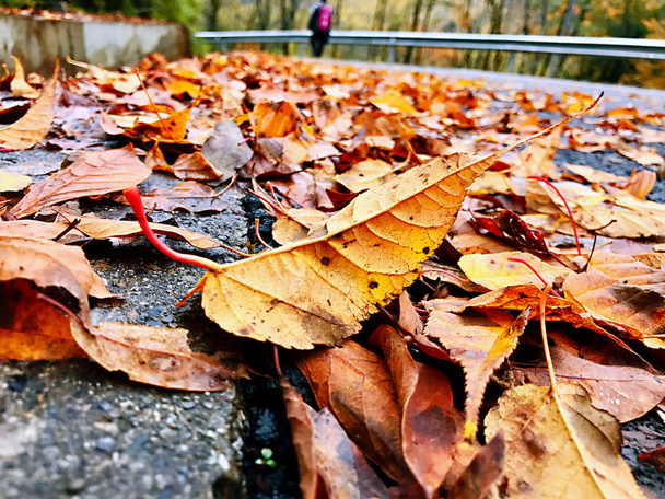 Красочные осенние леса горы Эрланшань, Яна, провинция Сычуань, Китай
. - Фото, изображение