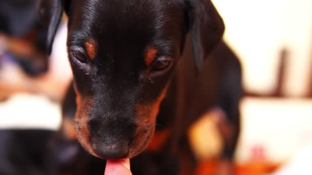 Cute little puppy breed doberman plays with the hand of man. - Footage, Video