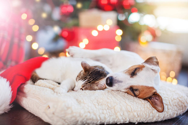 Cat and dog sleeping under christmas tree - Foto, Imagem