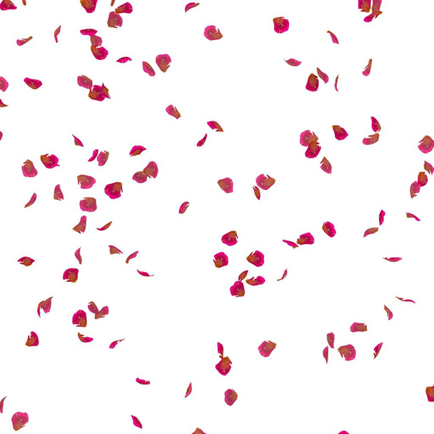 Rose petals fly in the air. White isolated background - Photo, Image
