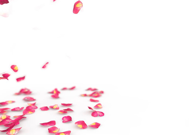 Petali di rosa cadono a terra. Fondo isolato
 - Foto, immagini