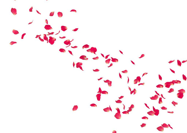I petali di una rosa rossa volano lontano. Bianco sfondo isolato
. - Foto, immagini
