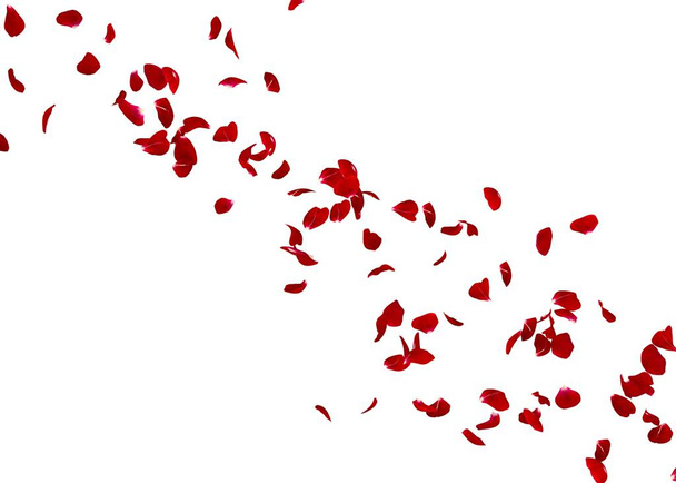 As pétalas de uma rosa vermelha voam muito para a distância. Branco fundo isolado
. - Foto, Imagem