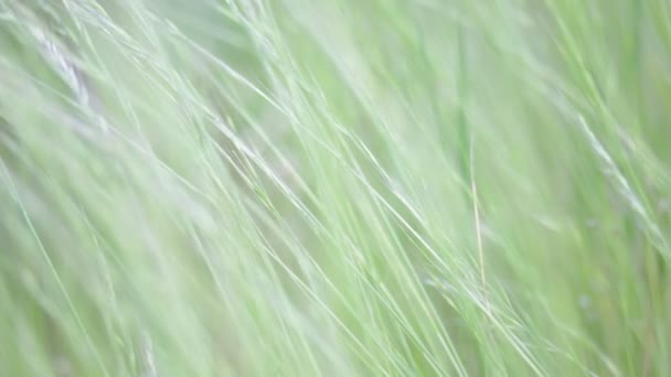 Nahaufnahme des schönen grünen Grases Gras im Wind, natürlicher Hintergrund - Filmmaterial, Video
