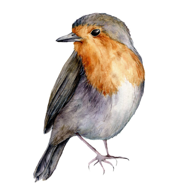 Aquarel robin. Handgeschilderde Christmas bird geïsoleerd op een witte achtergrond. Vakantie natuur illustratie voor ontwerp, print of achtergrond. - Foto, afbeelding