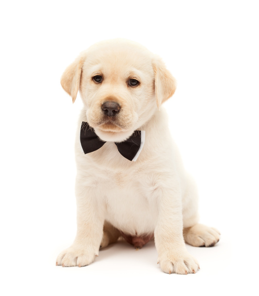 Cão de cachorro labrador sério com gravata borboleta significa negócio - bonito cachorrinho sentado, isolado em branco
 - Foto, Imagem