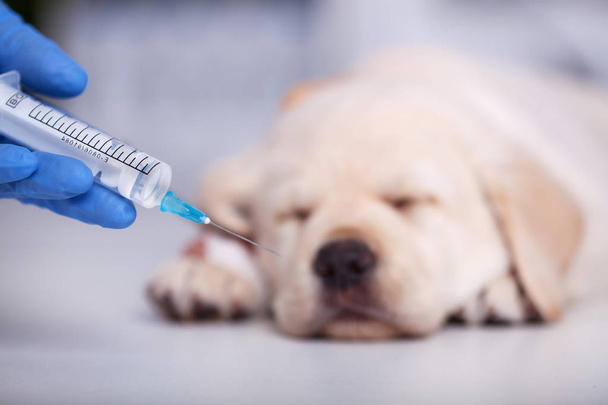 Hand holding syringe with vaccine for cute labrador puppy dog - veterinary care concept - 写真・画像